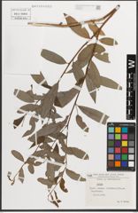 Foto von Salix L.